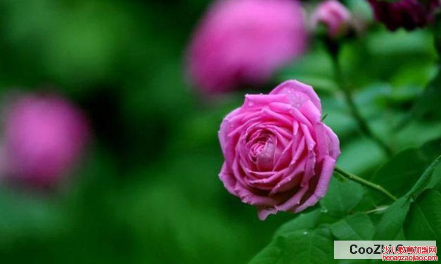 月季花除虫小妙招