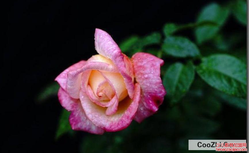 月季花除虫小妙招