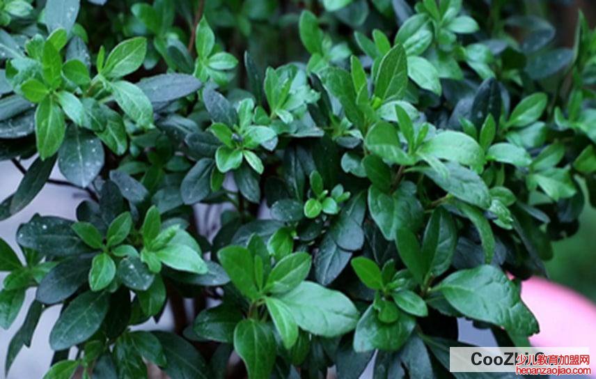 杜鹃花黄叶是怎么回事