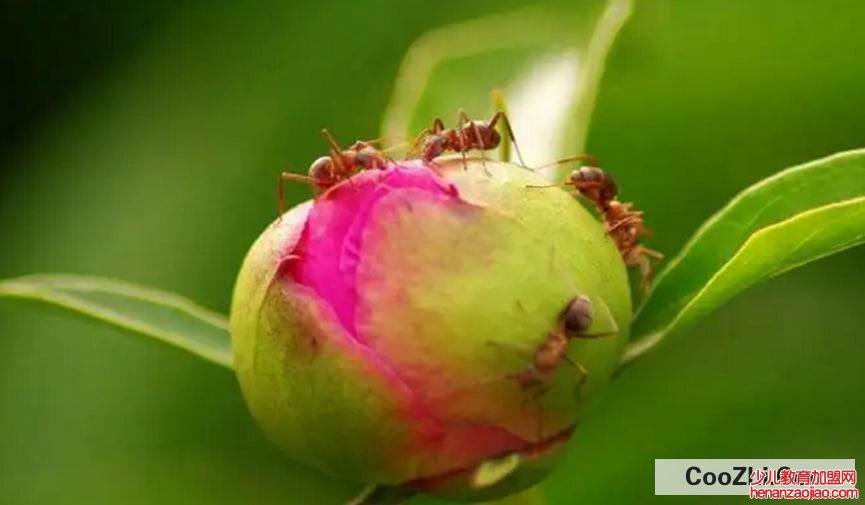 芍药花骨朵上有蚂蚁怎么办