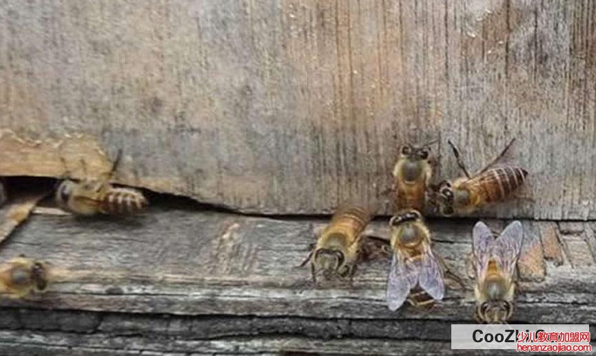 蜂王死了应怎样补救