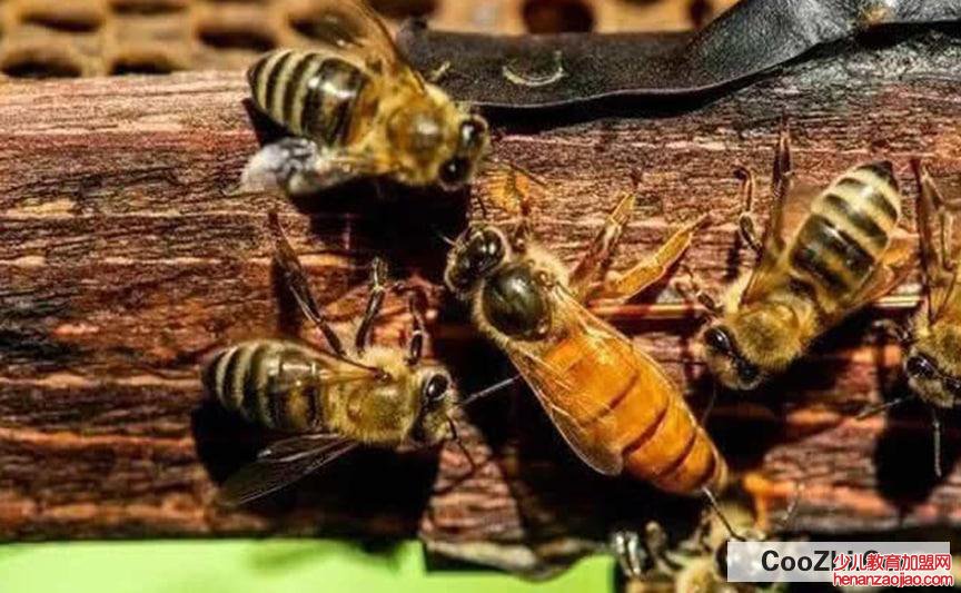 蜂王死了应怎样补救