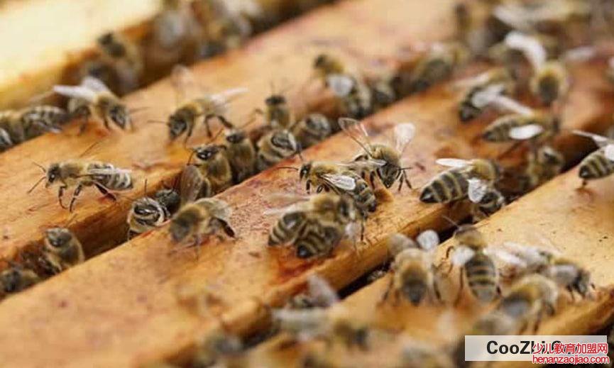 蜂王死了应怎样补救