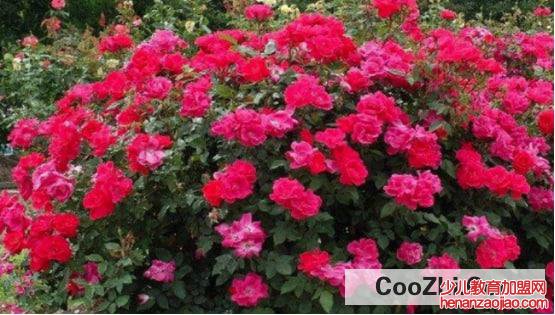 越冬月季修剪时间和方法