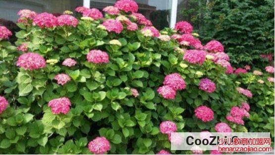 越冬月季修剪时间和方法