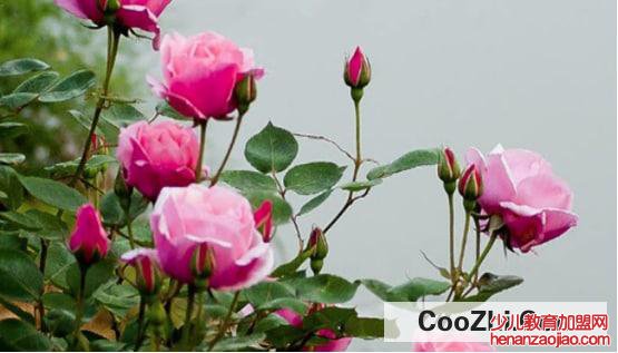 越冬月季修剪时间和方法