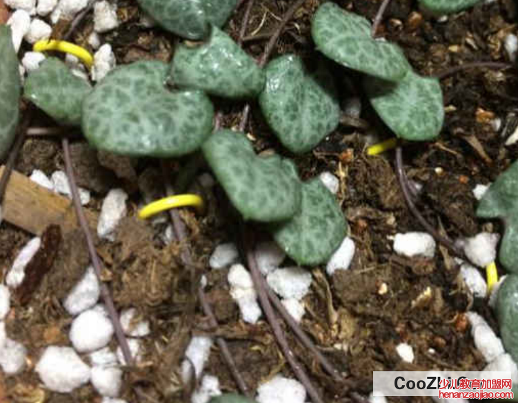 爱之蔓的扦插繁殖方法