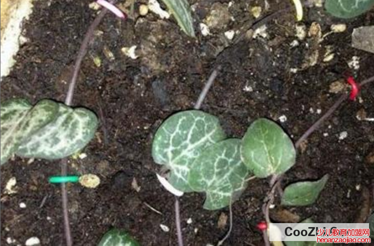 爱之蔓的扦插繁殖方法