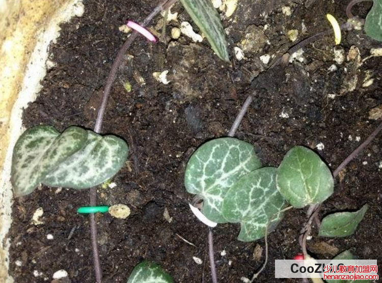 爱之蔓的扦插繁殖方法