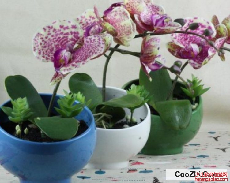 蝴蝶兰开完花后怎么处理