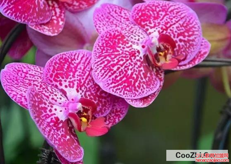 蝴蝶兰开完花后怎么处理