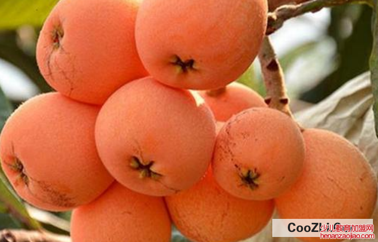 枇杷结果期怎么管理