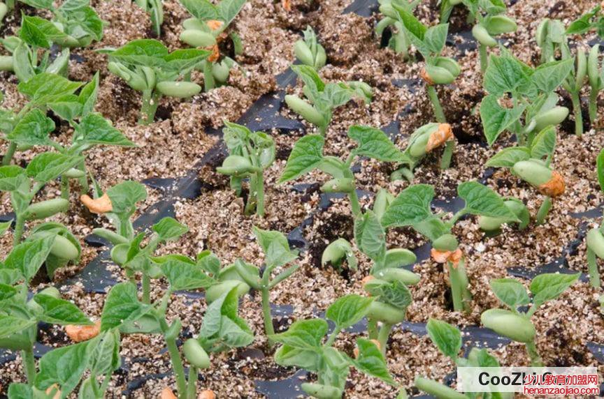 豇豆种子催芽方法