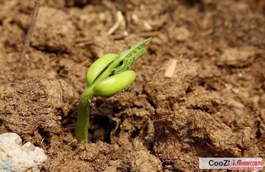 豇豆种子催芽方法