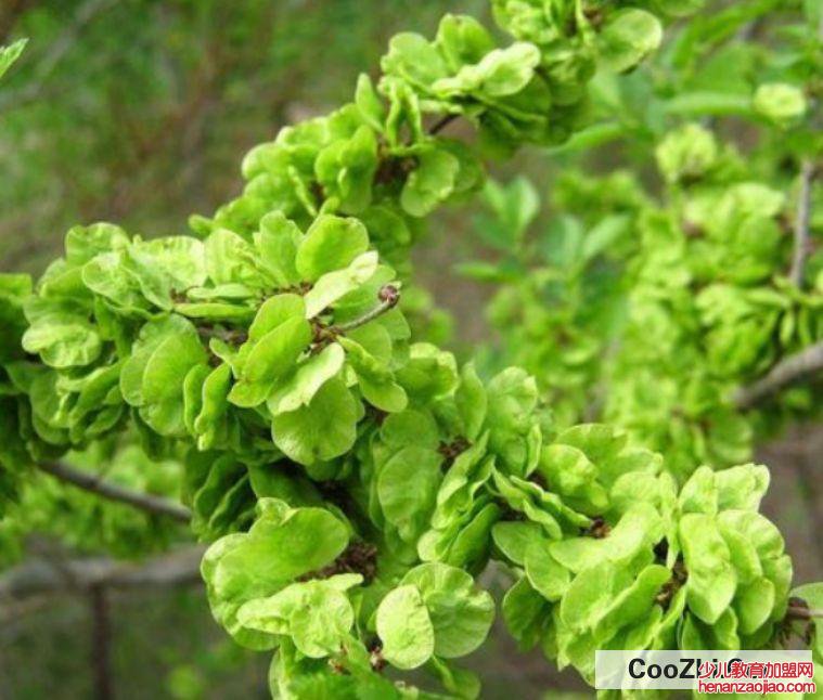 新鲜榆钱怎么处理储藏