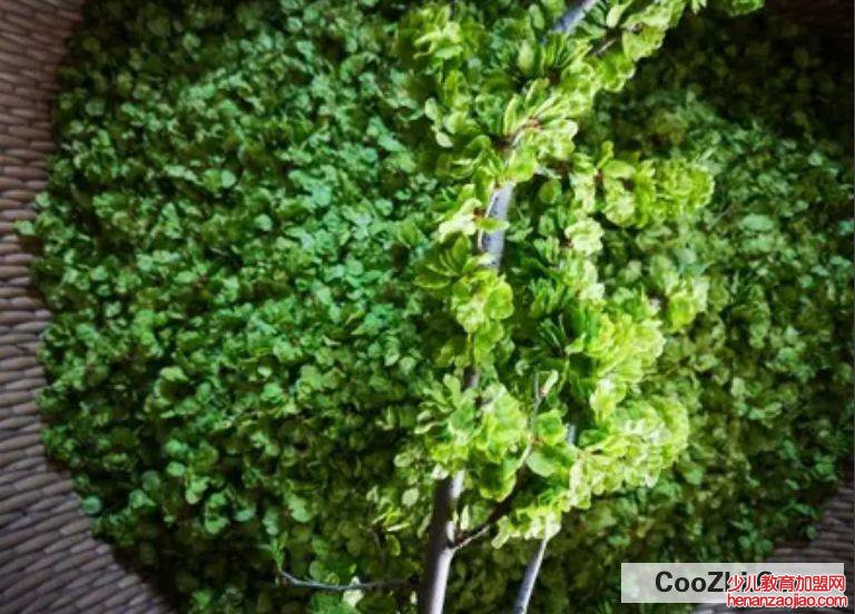 新鲜榆钱怎么处理储藏