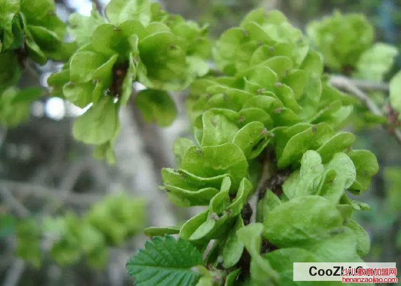 新鲜榆钱怎么处理储藏