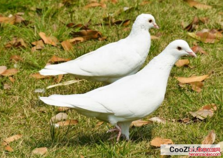怎么轰走空调外机的鸽子