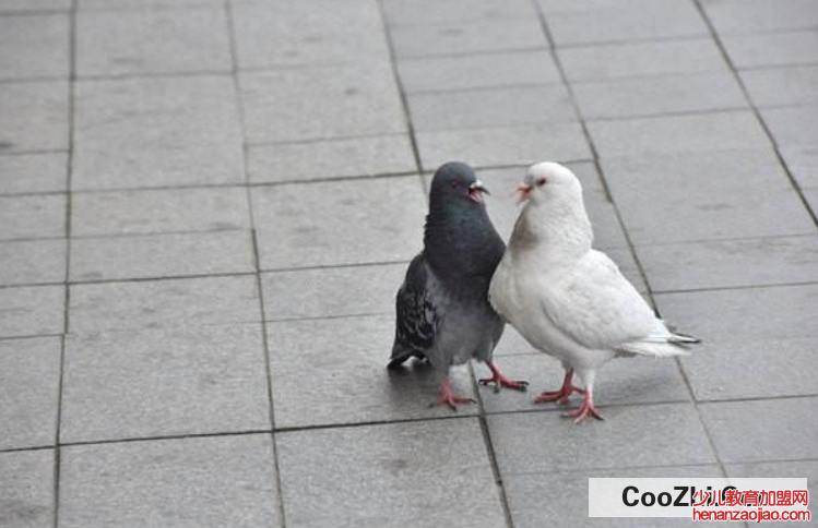 怎么轰走空调外机的鸽子