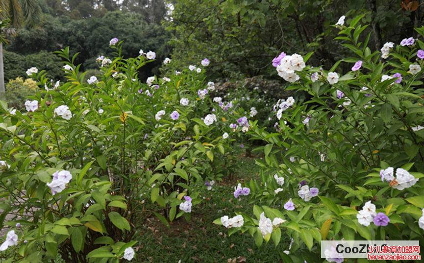 双色茉莉花怎么养