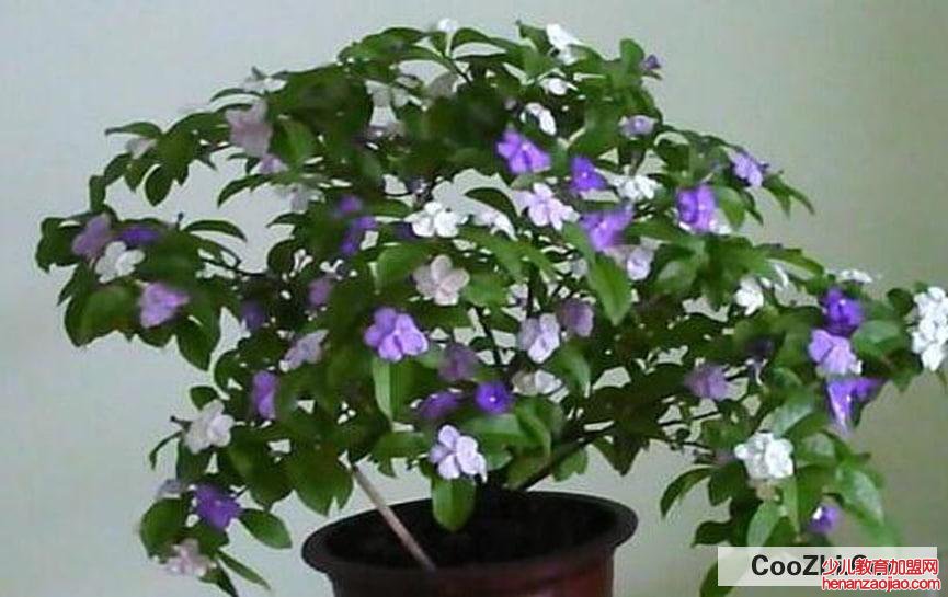 双色茉莉花怎么养