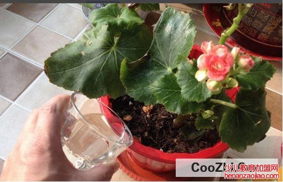 四季玻璃海棠怎样浇水