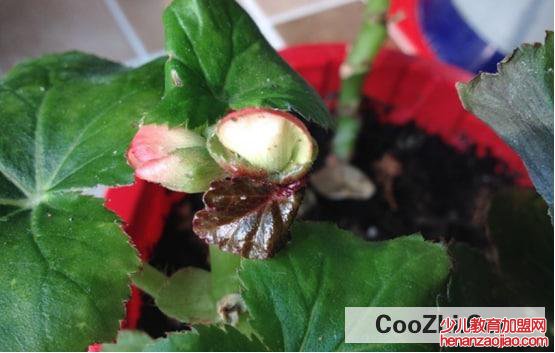 四季玻璃海棠怎样浇水