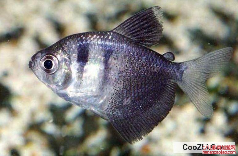 鱼缸循环水泵噪音大如何解决