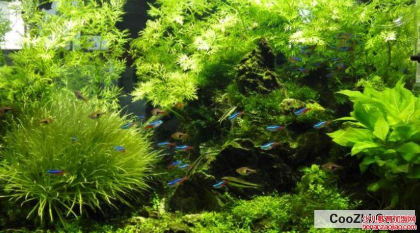 鱼缸循环水泵噪音大如何解决