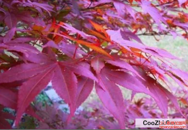 约旦枫树怎么养