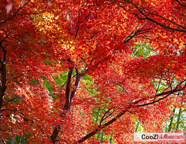 约旦枫树怎么养