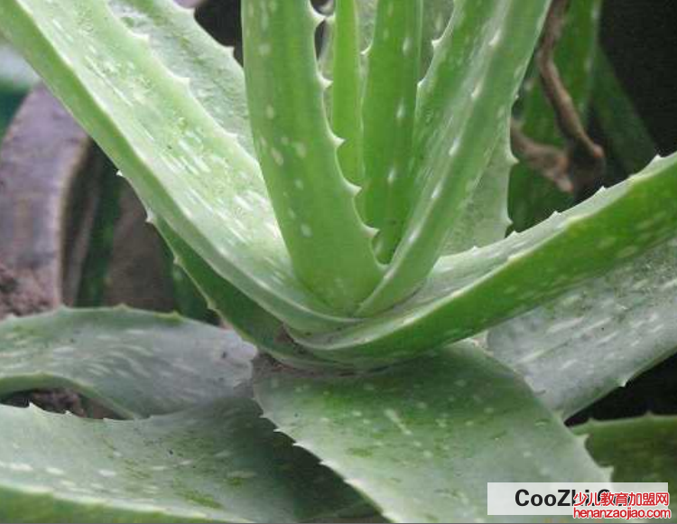 芦荟干瘪卷叶怎么办