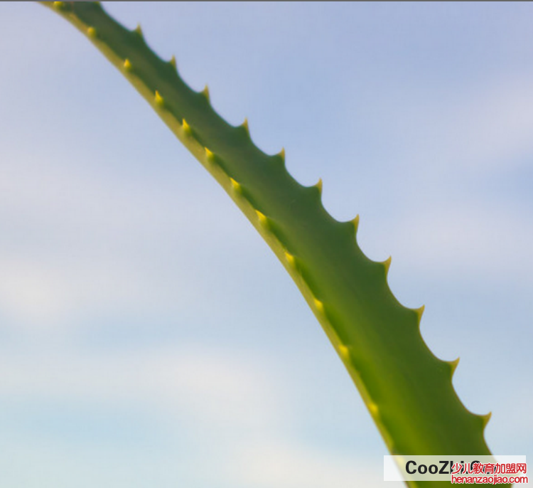 芦荟干瘪卷叶怎么办