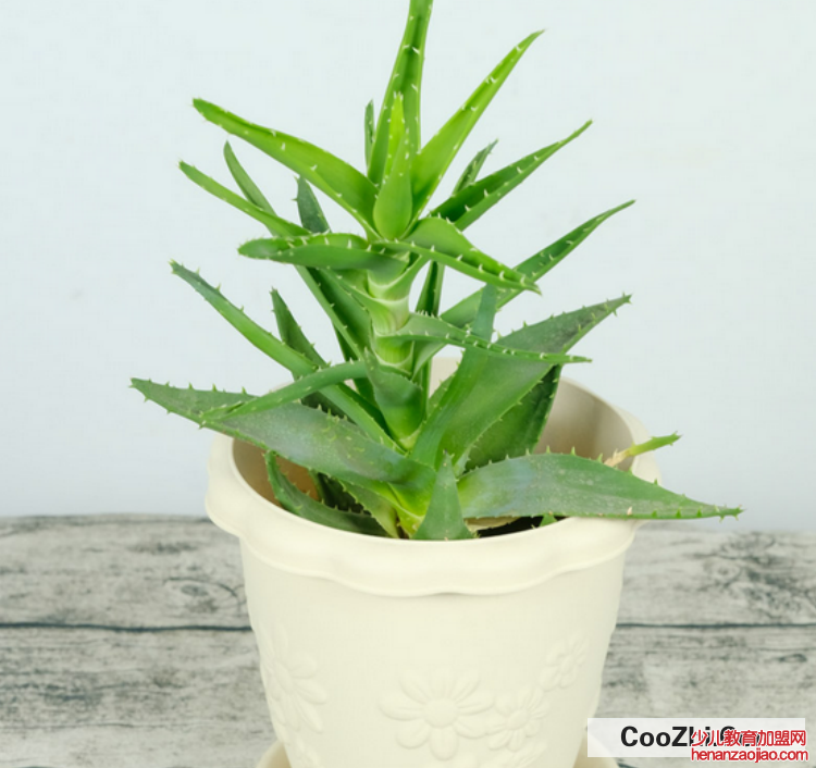 芦荟干瘪卷叶怎么办