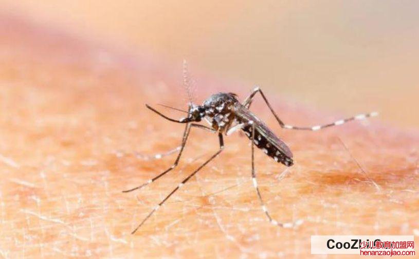 广州蚊子多的处理办法