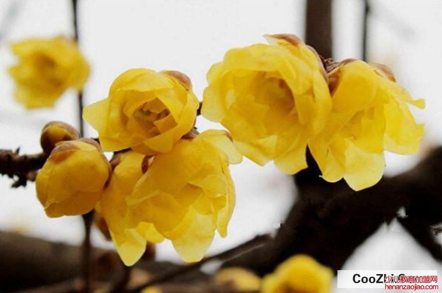 腊梅树怎么修剪,什么时候修剪