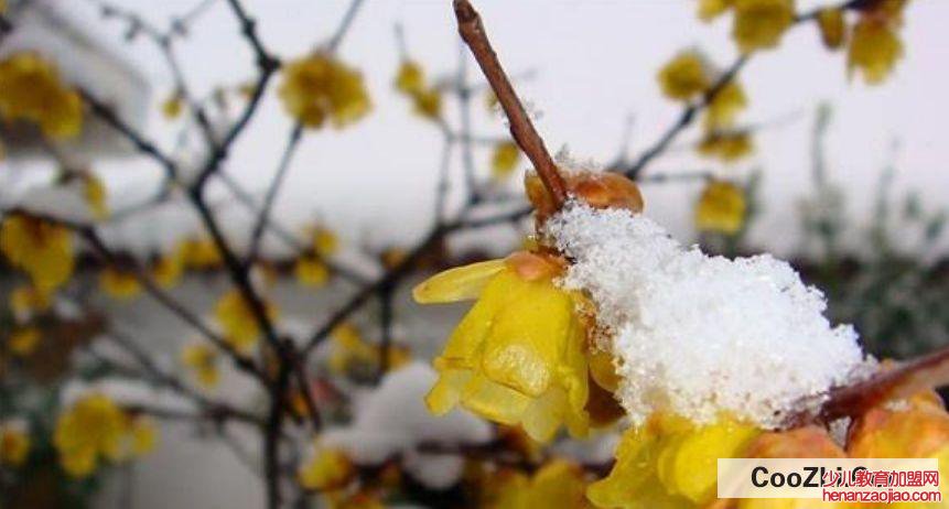 腊梅树怎么修剪,什么时候修剪