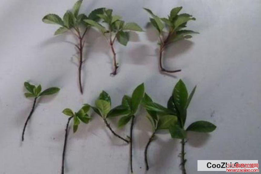 怎么知道扦插成功了