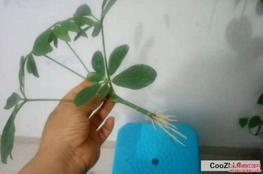 怎么知道扦插成功了