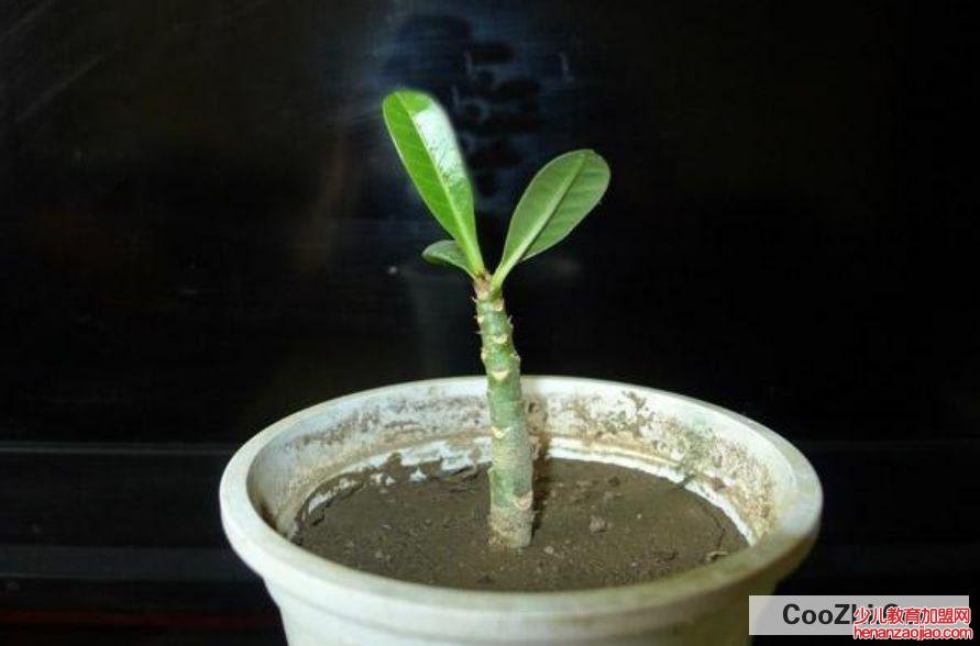 怎么知道扦插成功了