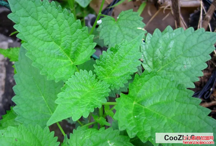 藿香种植时间和方法