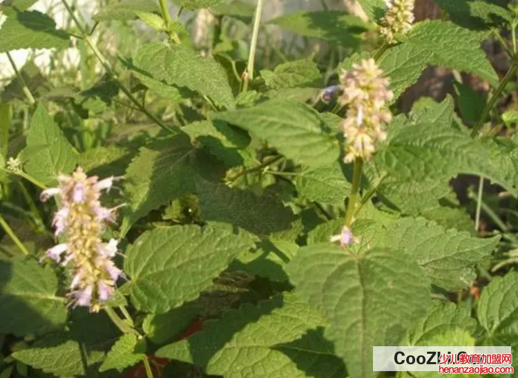 藿香种植时间和方法