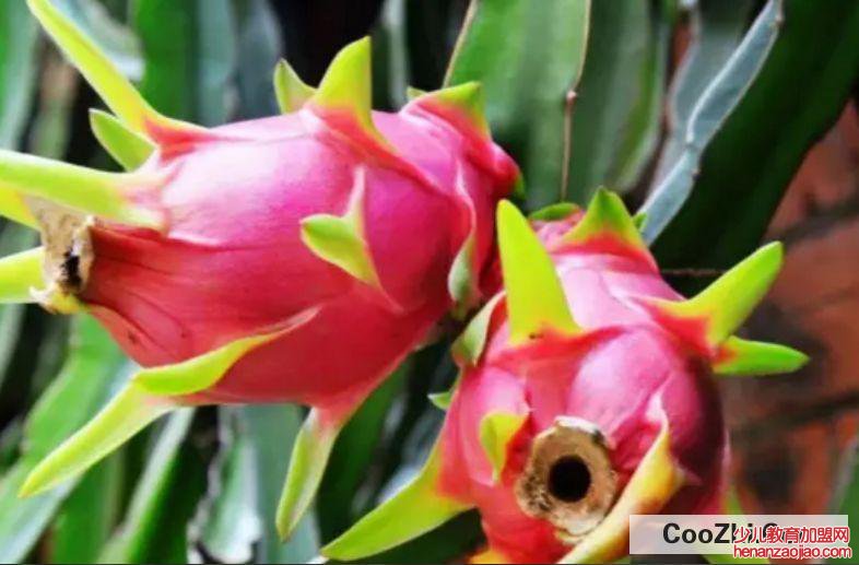 怎么知道火龙果是不是进口的