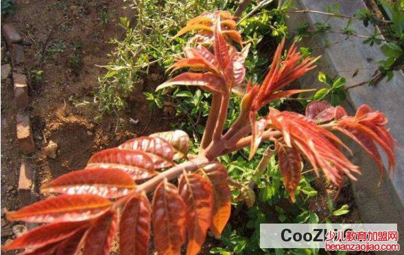 香椿怎么种植技术