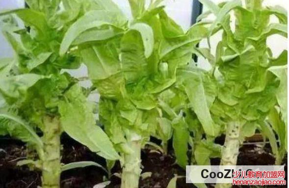 莴笋怎样种植长得快和粗