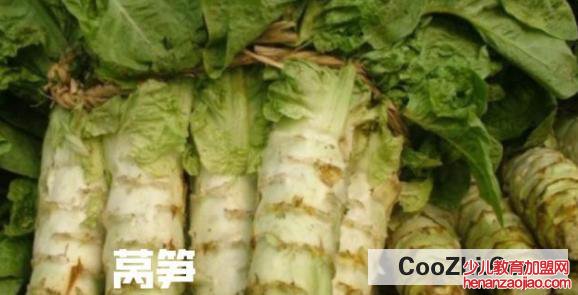 莴笋怎样种植长得快和粗