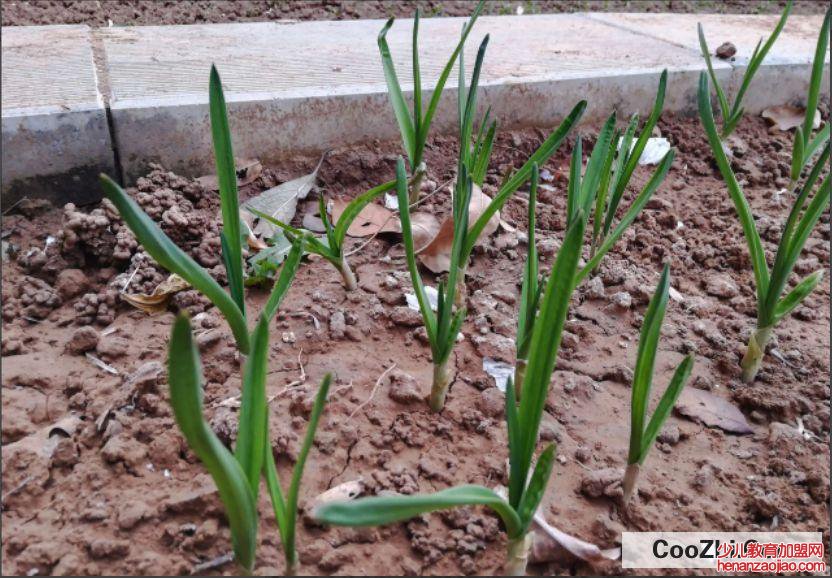 蒜苔怎么种植