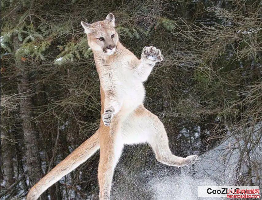 野外遇到野兽该怎么办