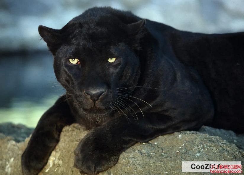 野外遇到野兽该怎么办