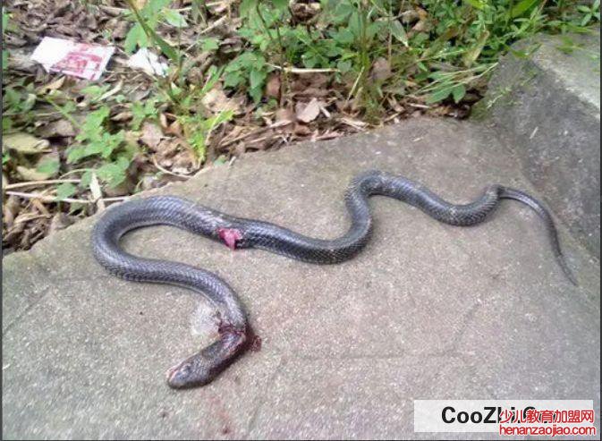 野外如果被蛇咬了该怎么办